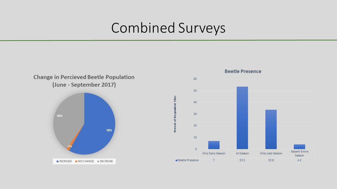 Changes in air potato beetle populations over a summer.
