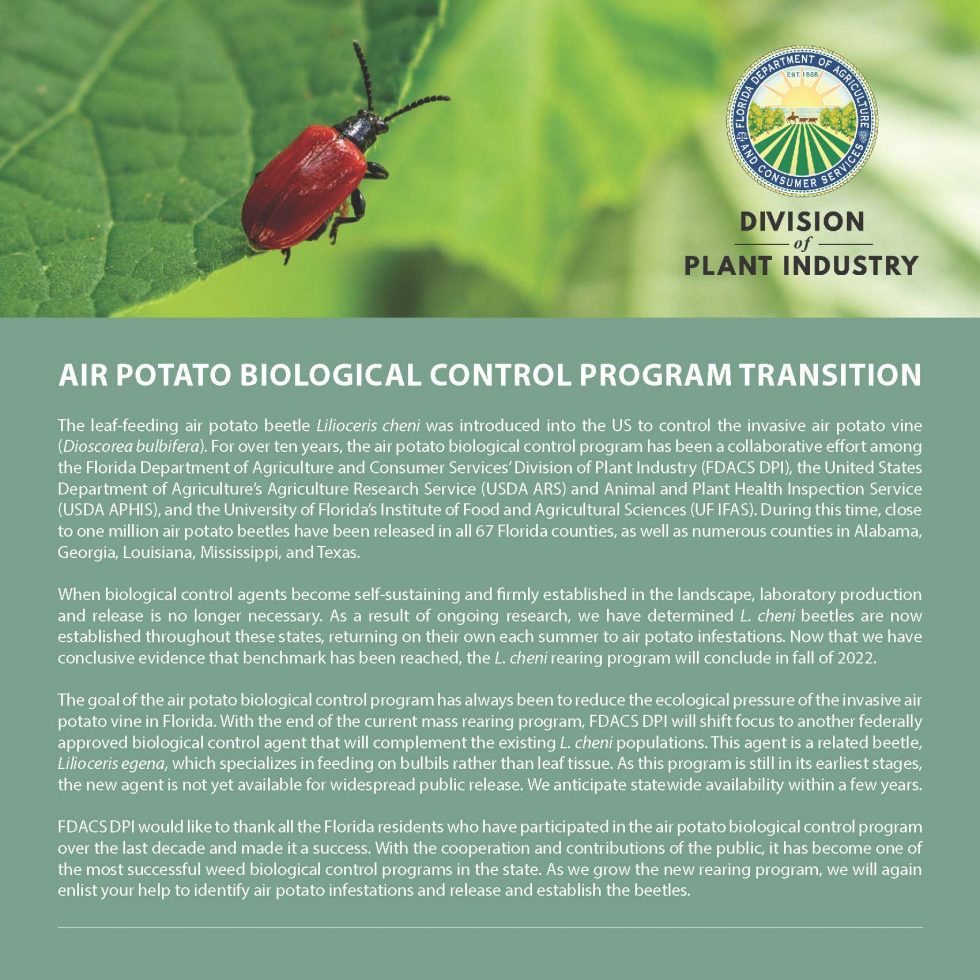 important-updates-on-the-air-potato-leaf-beetle-air-potato-patrol